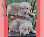 Small Photo #7 Golden Retriever Puppy For Sale in MONTROSE, CO, USA