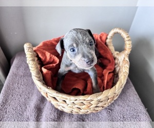 Miniature Pinscher Puppy for sale in DUNN, NC, USA