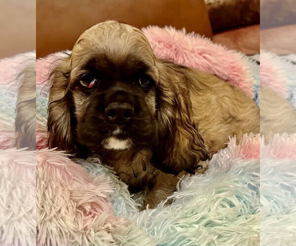 Medium Photo #4 Cocker Spaniel Puppy For Sale in Flushing, NY, USA