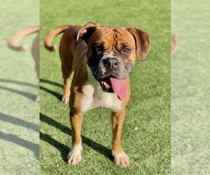 Boxer Dogs for adoption in Austin, TX, USA