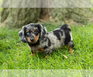 Dachshund Puppy for sale in BREMEN, IN, USA