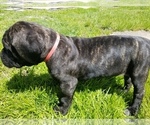Small Photo #3 Mastiff Puppy For Sale in FULTON, NY, USA