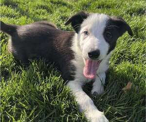 Border Collie Puppy for sale in BLAKESBURG, IA, USA