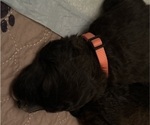 Small Photo #24 Bernedoodle Puppy For Sale in MOULTON, AL, USA