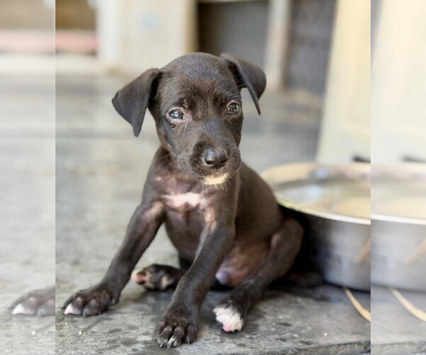 Medium Photo #2 Chihuahua-Unknown Mix Puppy For Sale in Virginia Beach, VA, USA