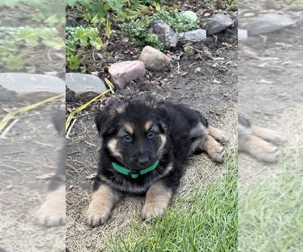Medium Photo #2 German Shepherd Dog Puppy For Sale in BRIGHTON, CO, USA