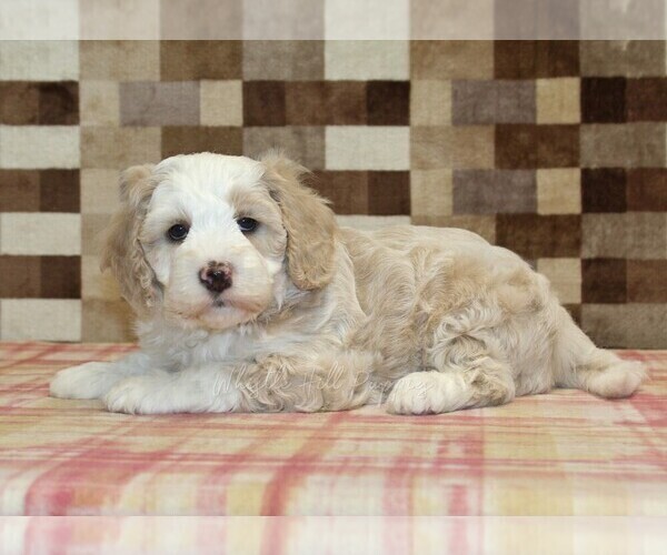 Medium Photo #6 Bernedoodle (Miniature) Puppy For Sale in DENVER, PA, USA