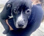 Small #1 American Pit Bull Terrier