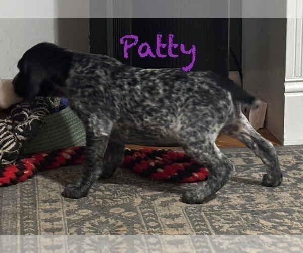 Medium Photo #8 German Shorthaired Pointer Puppy For Sale in STATE COLLEGE, PA, USA