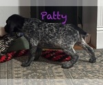 Small Photo #41 German Shorthaired Pointer Puppy For Sale in STATE COLLEGE, PA, USA