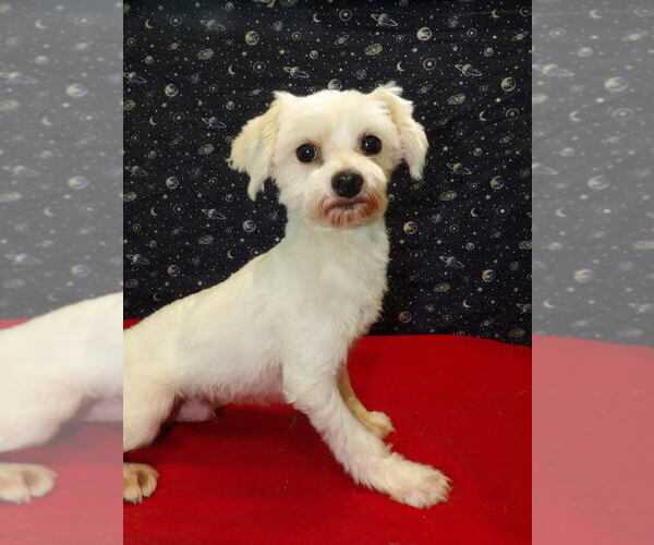 Medium Photo #4 Maltese Puppy For Sale in PATERSON, NJ, USA