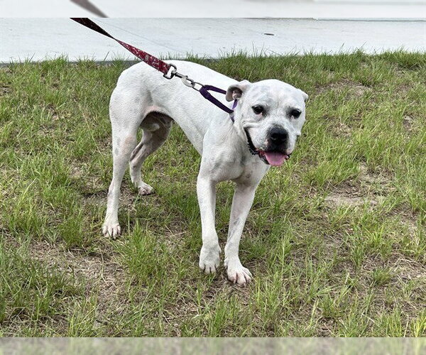 Medium Photo #1 American Pit Bull Terrier Puppy For Sale in Ocala, FL, USA