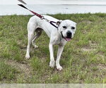 Small American Pit Bull Terrier