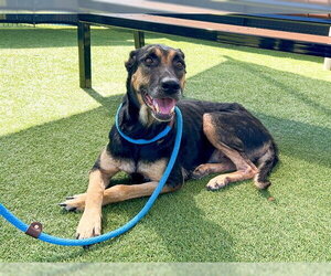 Doberman Pinscher-German Shepherd Dog Mix Dogs for adoption in Orange, CA, USA
