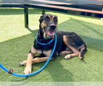 Small Doberman Pinscher-German Shepherd Dog Mix