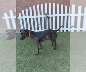 Mutt Dogs for adoption in Modesto, CA, USA