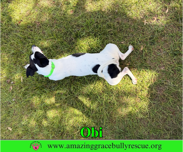 Medium Photo #8 Jack Russell Terrier-Unknown Mix Puppy For Sale in Milton, FL, USA