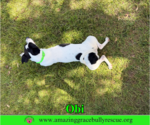 Small #7 Jack Russell Terrier Mix
