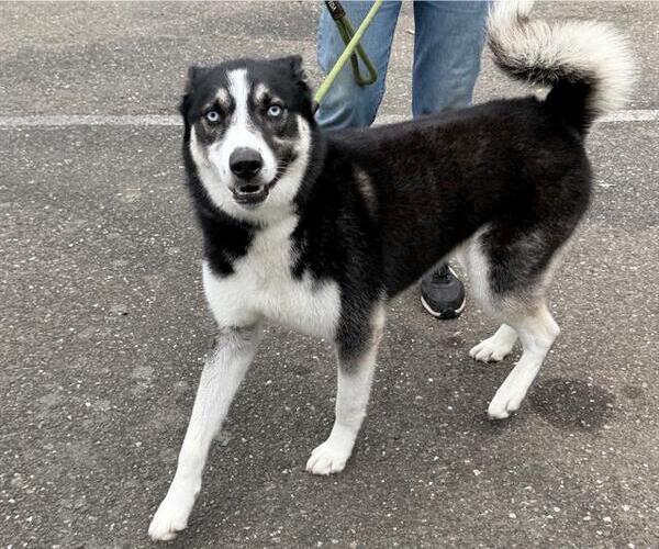 Medium Photo #2 Siberian Husky-Unknown Mix Puppy For Sale in Santa Rosa, CA, USA