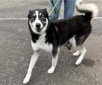 Small #1 Siberian Husky Mix