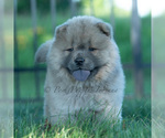 Small #2 Chow Chow