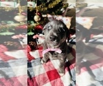 Small Photo #3 Labrador Retriever Puppy For Sale in BAKERSFIELD, CA, USA
