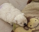Small Photo #3 Maltese Puppy For Sale in STUART, FL, USA