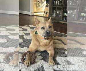 Chow Chow-Unknown Mix Dogs for adoption in Clarkston, MI, USA