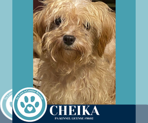 Maltipoo Dogs for adoption in Kimberton, PA, USA