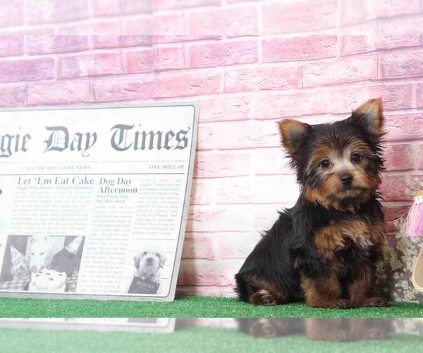 Medium Photo #5 Yorkshire Terrier Puppy For Sale in BEL AIR, MD, USA