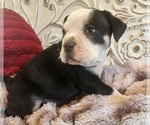 Small Photo #7 Bulldog Puppy For Sale in FAIRFIELD, IA, USA