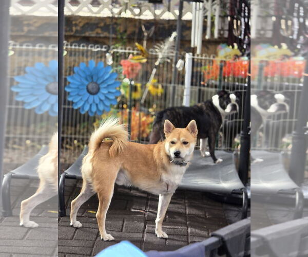 Medium Photo #6 Shiba Inu Puppy For Sale in Sandy, UT, USA