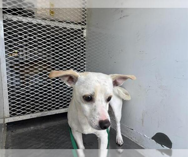 Medium Photo #1 Chihuahua Puppy For Sale in Bakersfield, CA, USA