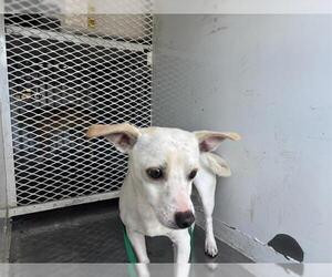 Chihuahua Dogs for adoption in Bakersfield, CA, USA