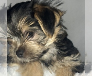 Morkie Litter for sale in CONCORD, CA, USA