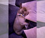 Small #3 American Pit Bull Terrier Mix