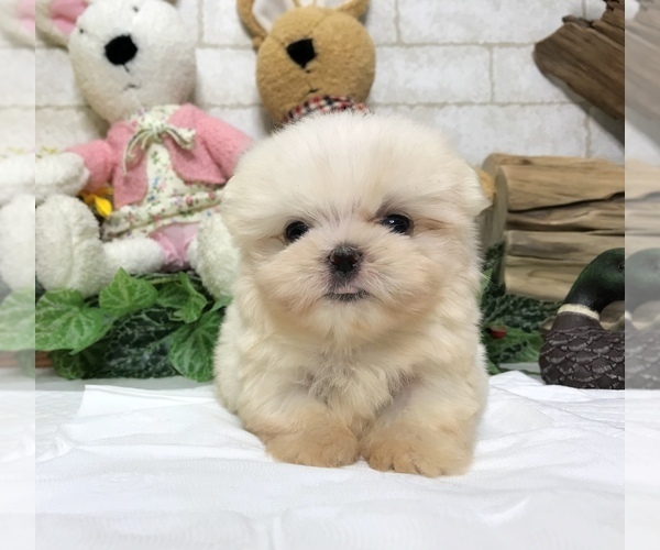 Medium Photo #4 Maltese Puppy For Sale in SAN FRANCISCO, CA, USA
