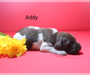 German Shorthaired Pointer Puppy for sale in RAGERSVILLE, OH, USA