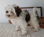 Small Photo #95 ShihPoo Puppy For Sale in GOSHEN, IN, USA