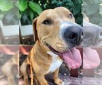 Small #2 American Staffordshire Terrier Mix