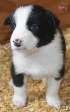 Medium Photo #5 Border Collie Puppy For Sale in WHITE SALMON, WA, USA