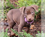 Small #5 Mutt