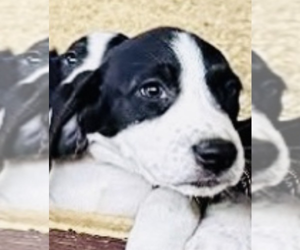 Medium Photo #2 Bluetick Coonhound Puppy For Sale in PETALUMA, CA, USA