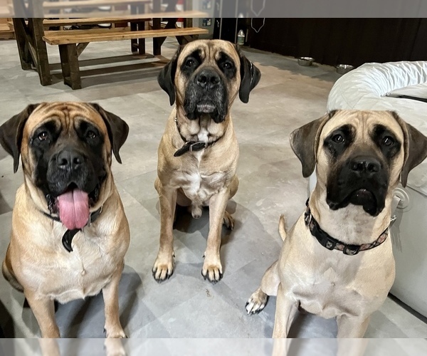 Medium Photo #1 Mastiff Puppy For Sale in MIDDLE GROVE, NY, USA