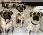 Small Photo #1 Mastiff Puppy For Sale in MIDDLE GROVE, NY, USA