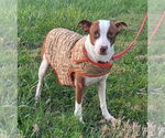 Small #3 Jack Russell Terrier Mix