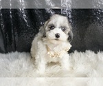 Small Photo #142 Maltipoo Puppy For Sale in WARSAW, IN, USA