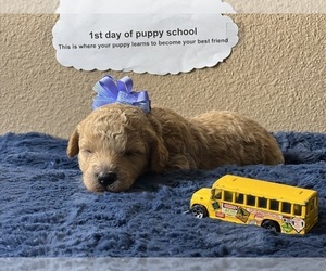 Goldendoodle (Miniature) Puppy for sale in CRAWFORDSVLLE, IA, USA