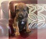 Puppy 6 Doberman Pinscher-Irish Wolfhound Mix