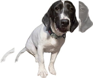 Basset Hound-Unknown Mix Dogs for adoption in Petaluma, CA, USA